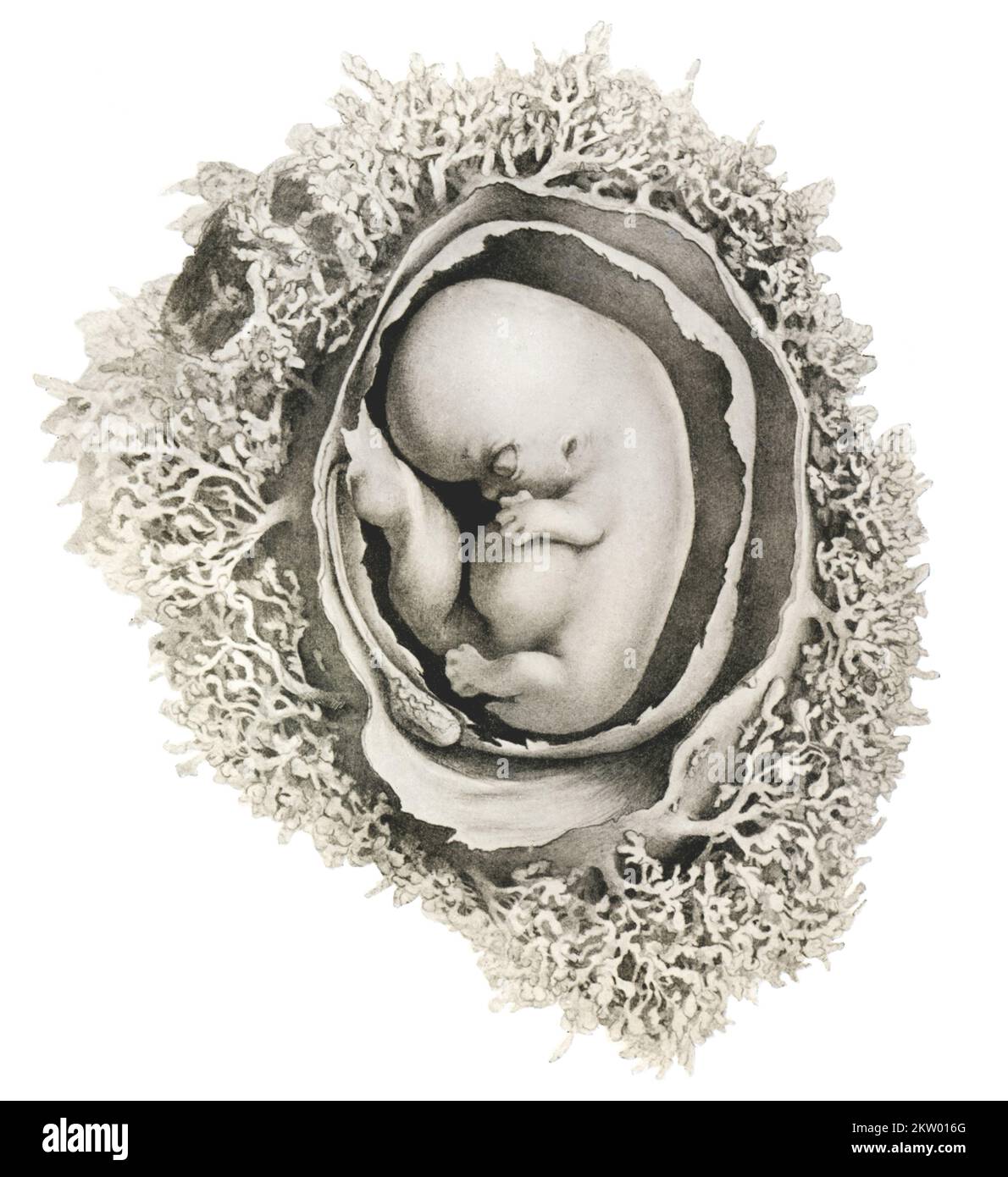 Human embryo at 6 weeks, illustration Stock Photo - Alamy