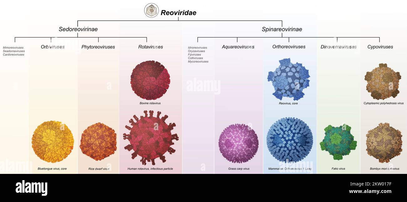 Reoviridae viruses, illustration Stock Photo Alamy
