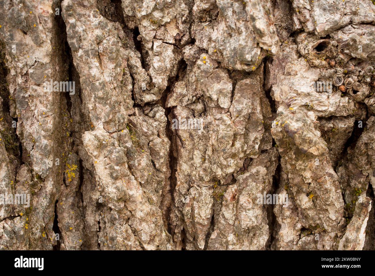 Detail of furrowed bark on a white oak tree, Quercus alba, in Troy, Montana. This tree species is not indigenous to the region in which it was found g Stock Photo