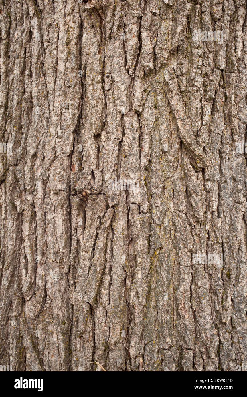 Detail of furrowed bark on a white oak tree, Quercus alba, in Troy, Montana. Stock Photo