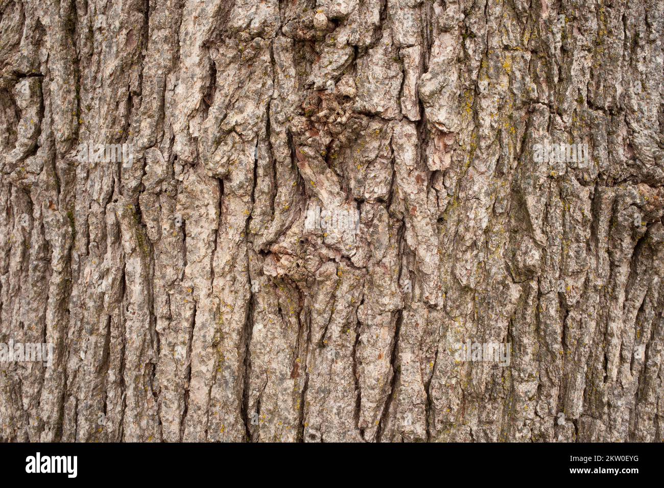 Detail of furrowed bark on a white oak tree, Quercus alba, in Troy