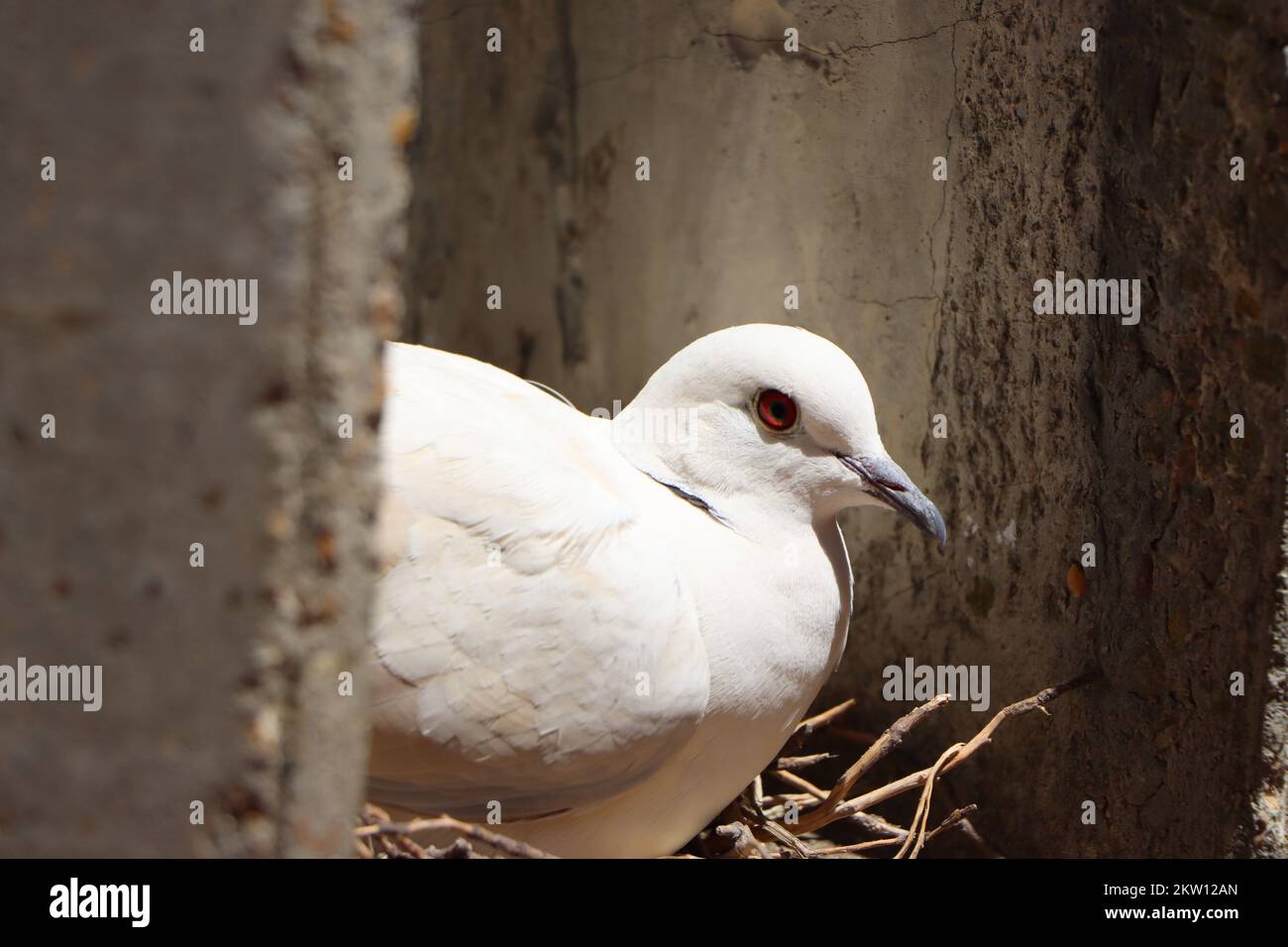 Australian pigeons, white Stock Photo Alamy