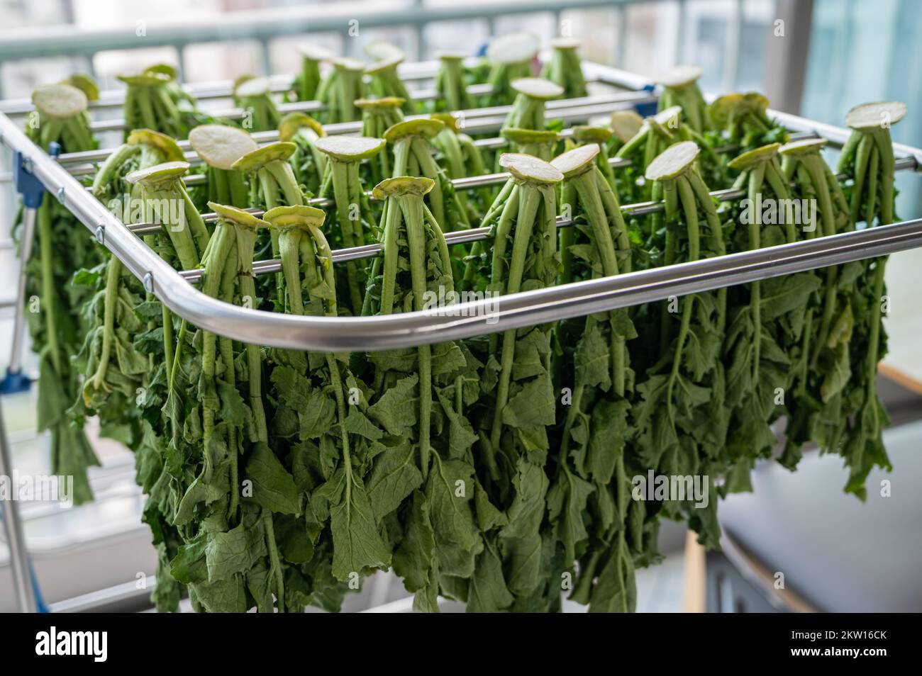Korean traditional food ingredients. Radish leaves, dried radish leaves