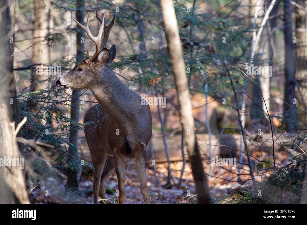 White-tailed deer buck (odocoileus virginianus) standing in a Wisconsin ...
