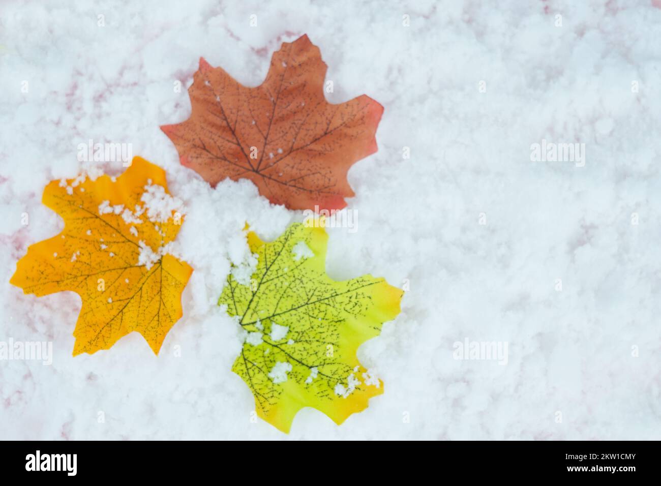 Up of fallen maple leaves on the snow. Stock Photo