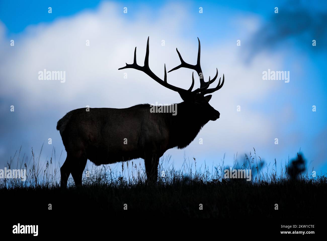Bull Elk Bugling Silhouette Bull Elk Bugling Silhouette
