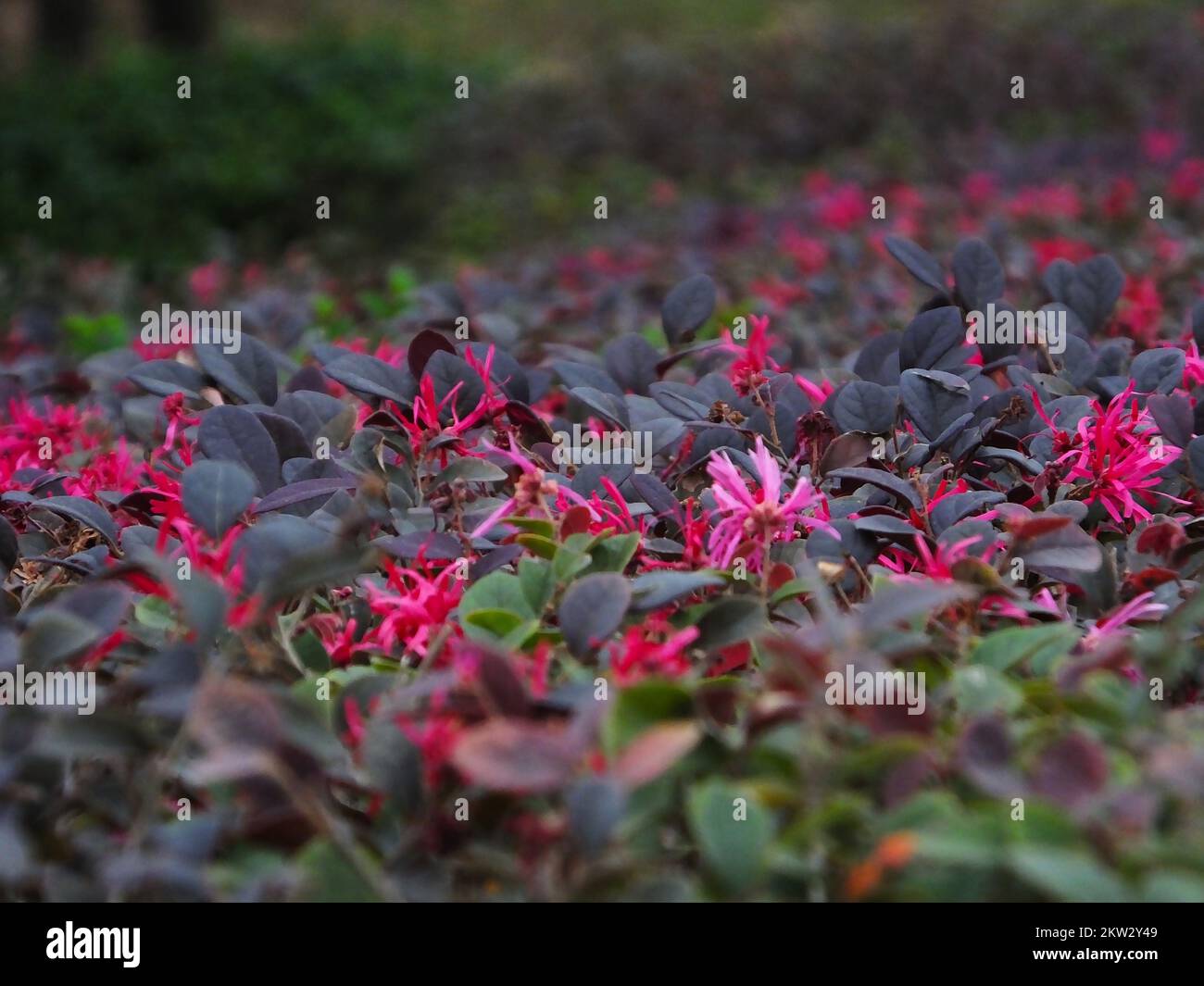 YICHANG, CHINA NOVEMBER 30, 2022 The antiseason Loropetalum