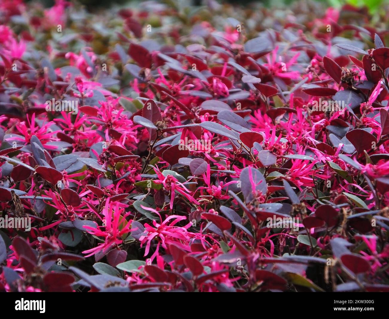 YICHANG, CHINA NOVEMBER 30, 2022 The antiseason Loropetalum