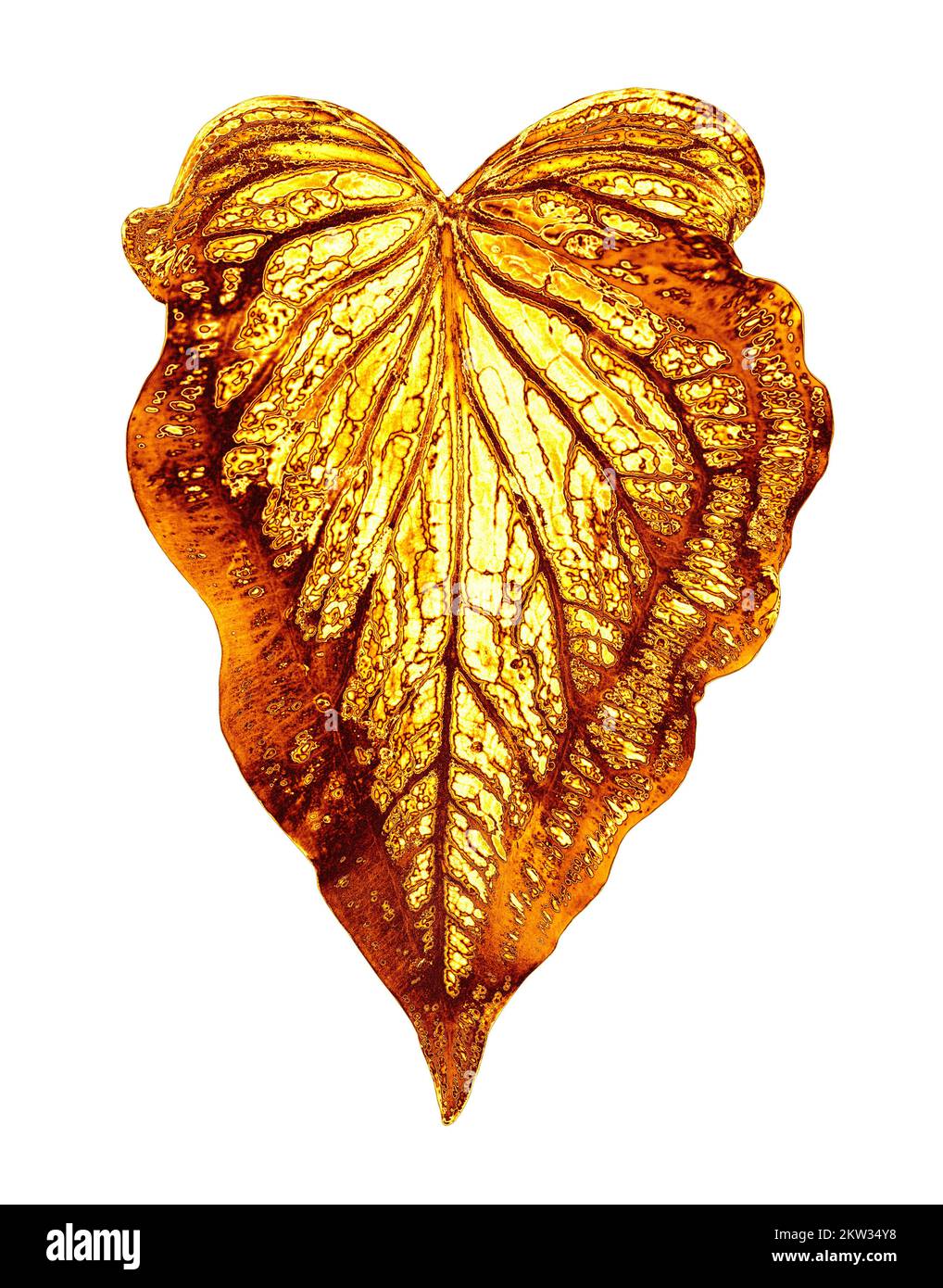 Golden leaf white background isolated closeup, gold metal leaves