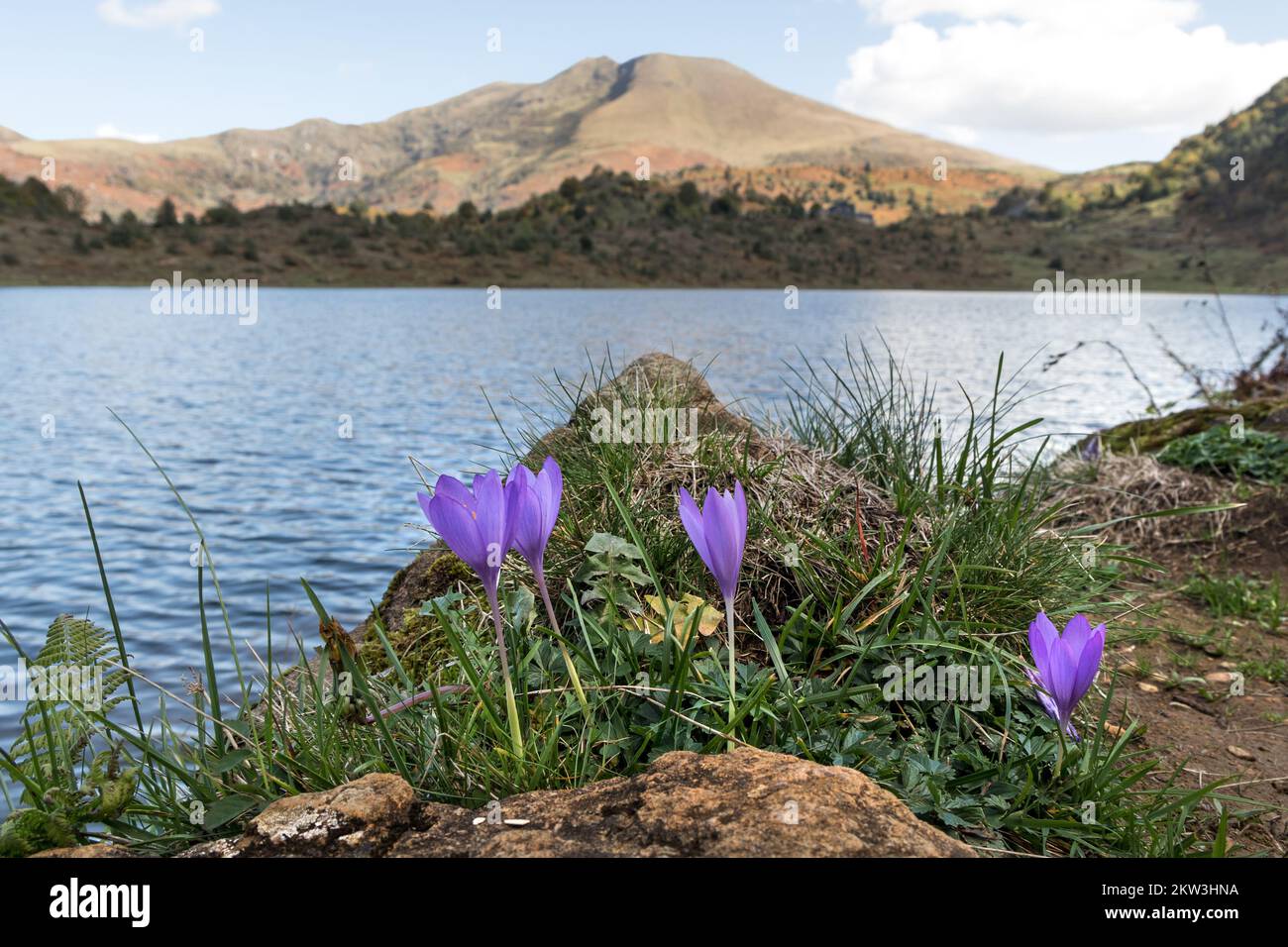 Autumn Crocus (Crocus nudiflorus) Flowers Growing beside the Étang de Lers, Ariège, Pyrenees, France, EU Stock Photo