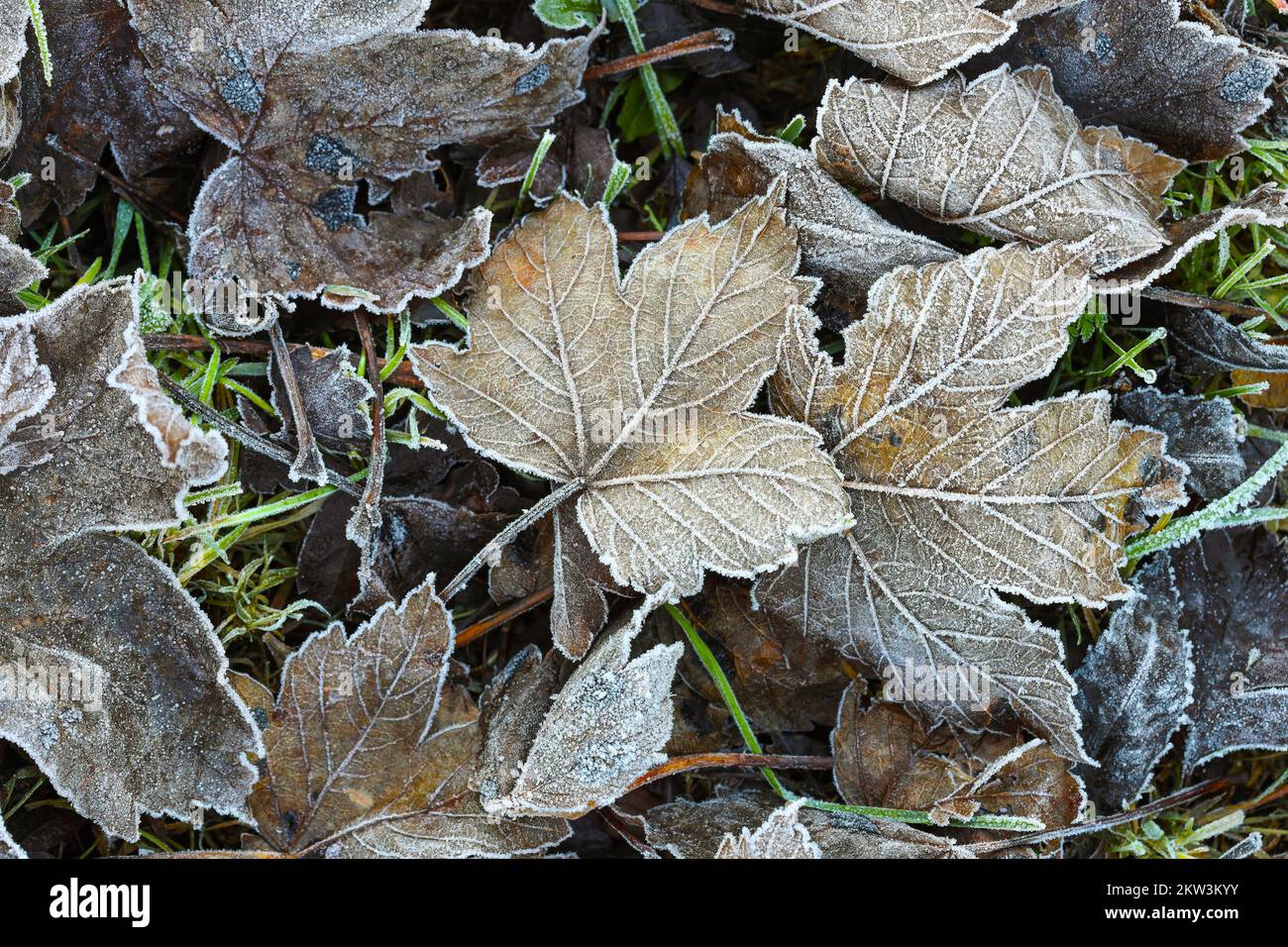 Leaves Covered in Ice Crystals, UK Stock Photo