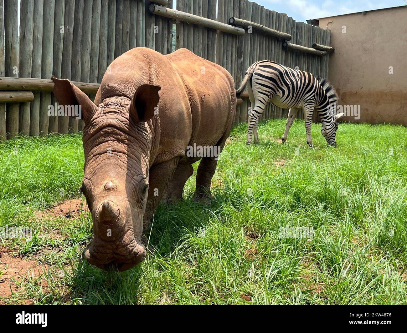 Mbombela, South Africa. 23rd Nov, 2022. Baby rhino Daisy and baby zebra Modjadji graze together in their enclosure. Both were rescued as orphaned babies from a national park in South Africa and have formed a close, extraordinary friendship. Until they are big and strong enough to be released into the wild, the two are being cared for at the Care for Wild animal care center. Credit: Kristin Palitza/dpa/Alamy Live News Stock Photo