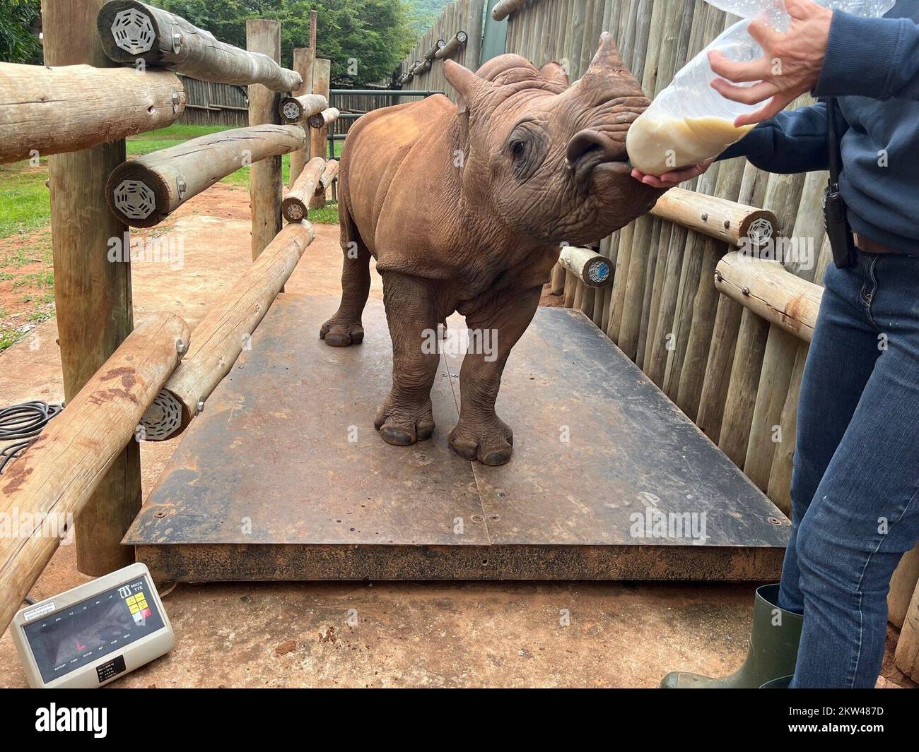 Mbombela South Africa 23rd Nov 2022 The Orphaned Baby Rhino Daisy mbombela-south-africa-23rd-nov-2022-the-orphaned-baby-rhino-daisy