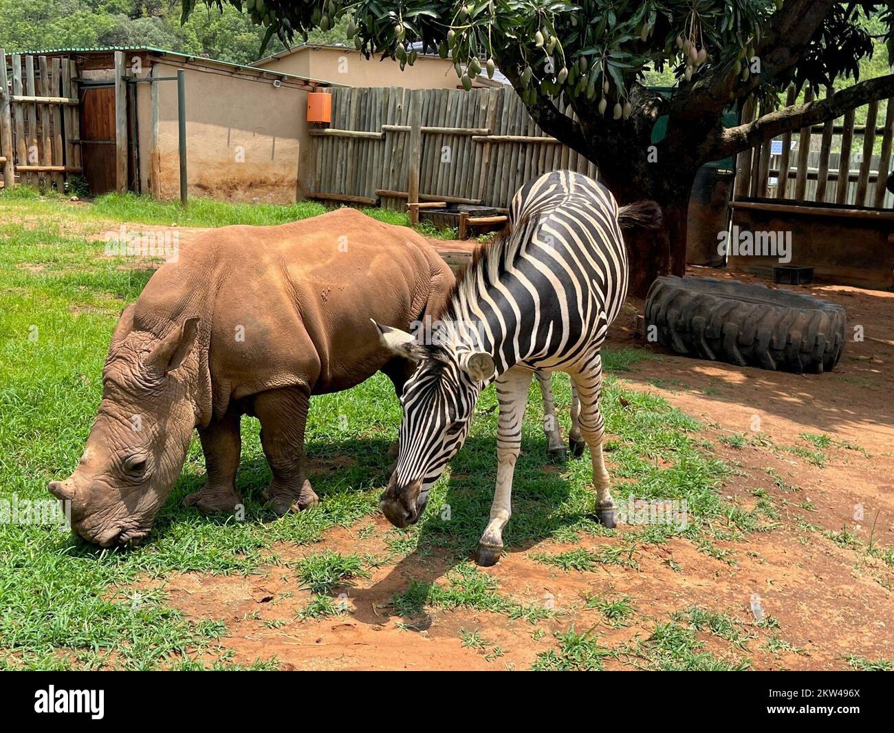 Mbombela, South Africa. 23rd Nov, 2022. Baby rhino Daisy and baby zebra Modjadji on their daily walk through the enclosure. Both were rescued as orphaned babies from a national park in South Africa and have formed a close, extraordinary friendship. Until they are big and strong enough to be released into the wild, the two are being cared for at the Care for Wild animal care center. Credit: Kristin Palitza/dpa/Alamy Live News Stock Photo