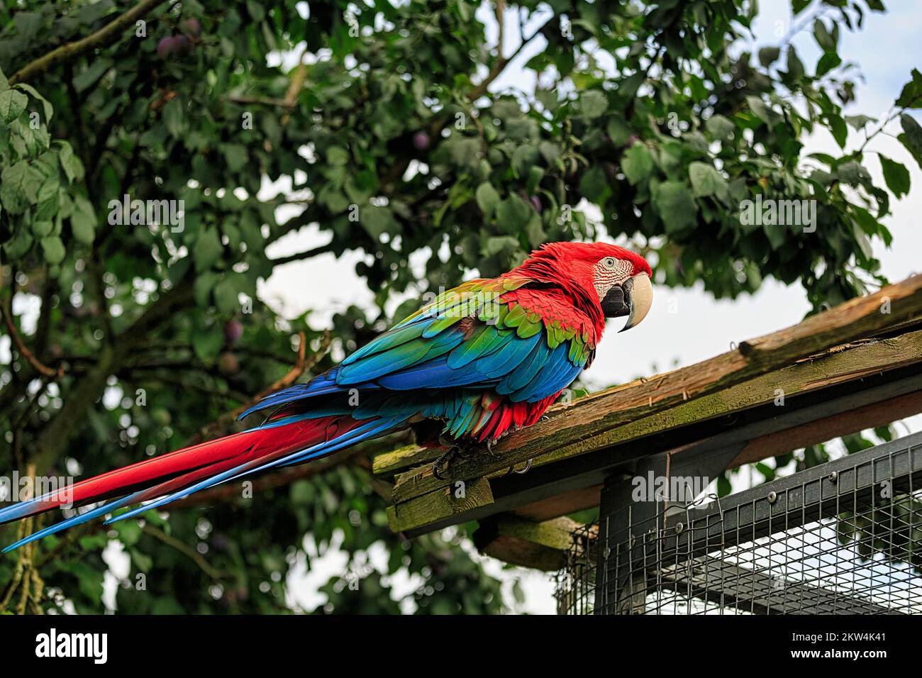 Red-and-green macaw (Ara chloroptera), captive, sitting on outdoor