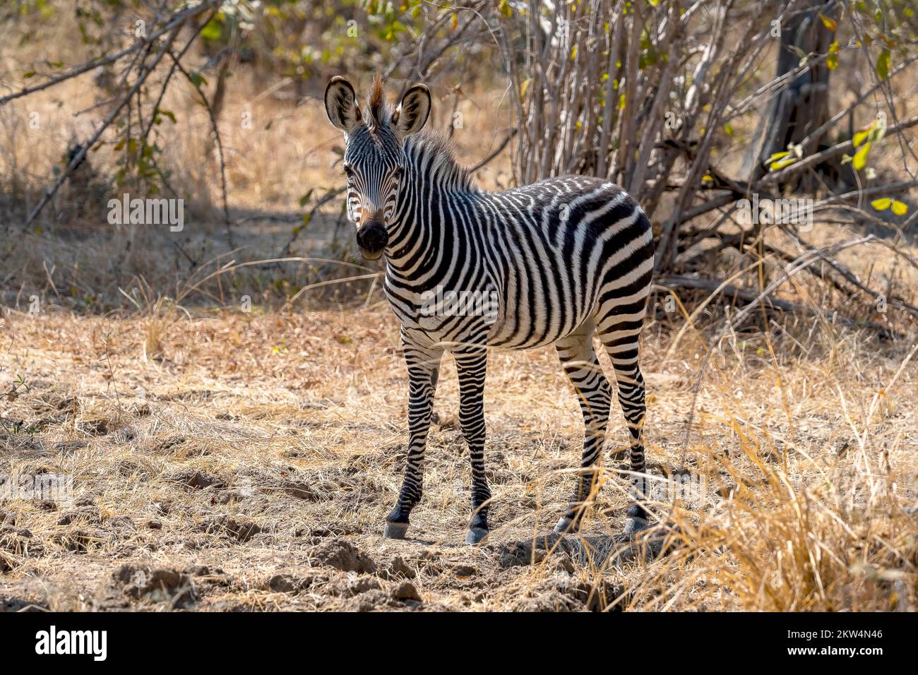 Plains Zebra of the subspecies crawshay's zebra (Equus quagga crawshayi), young, juvenile, foal