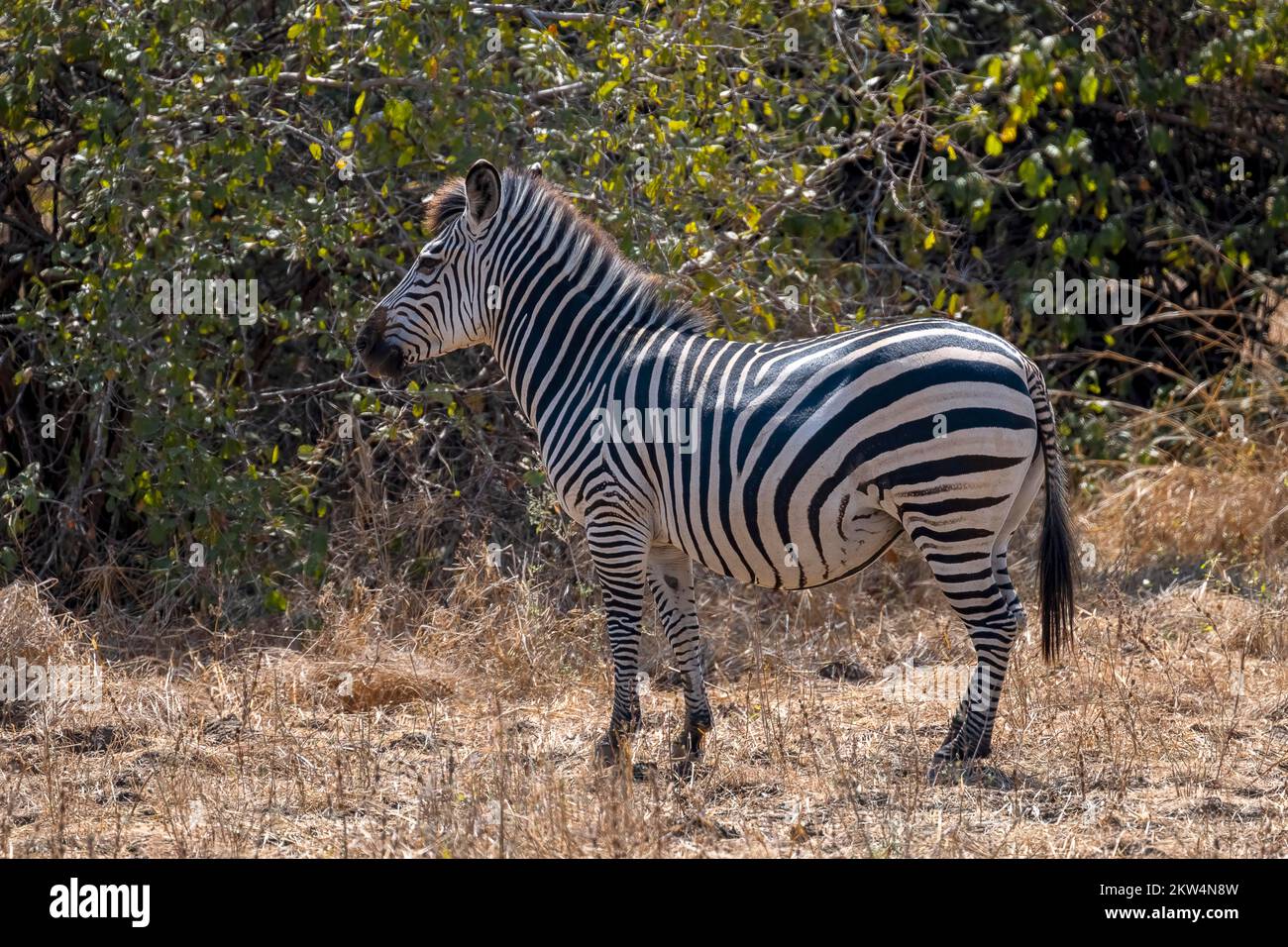 Plains Zebra of the subspecies crawshay's zebra (Equus quagga crawshayi