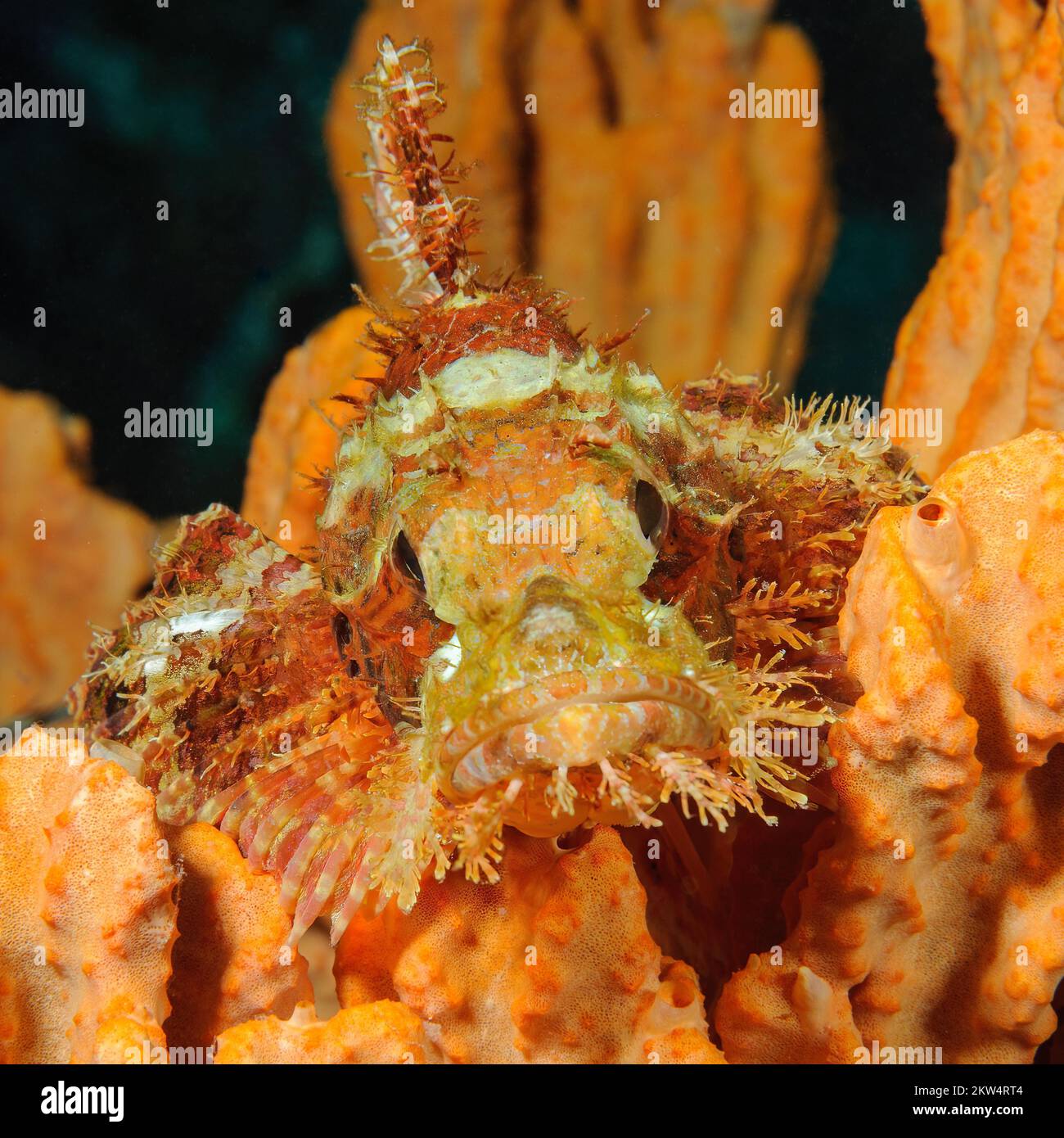 Tropical fringed dragonhead (Scorpaenopsis oxycephalus) lies camouflaged on coral in coral reef lurking for prey looks at viewer head-on, Philippine S Stock Photo