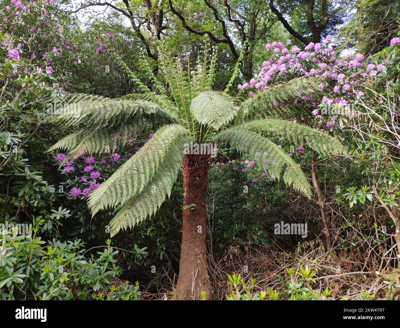 Tree fern (Cyathea), Co Kerry, Ireland, Europe Stock Photo