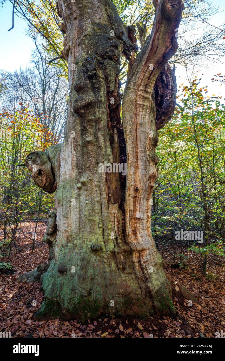 dead-english-oak-quercus-robur-cyclops-oak-primeval-forest-sababurg