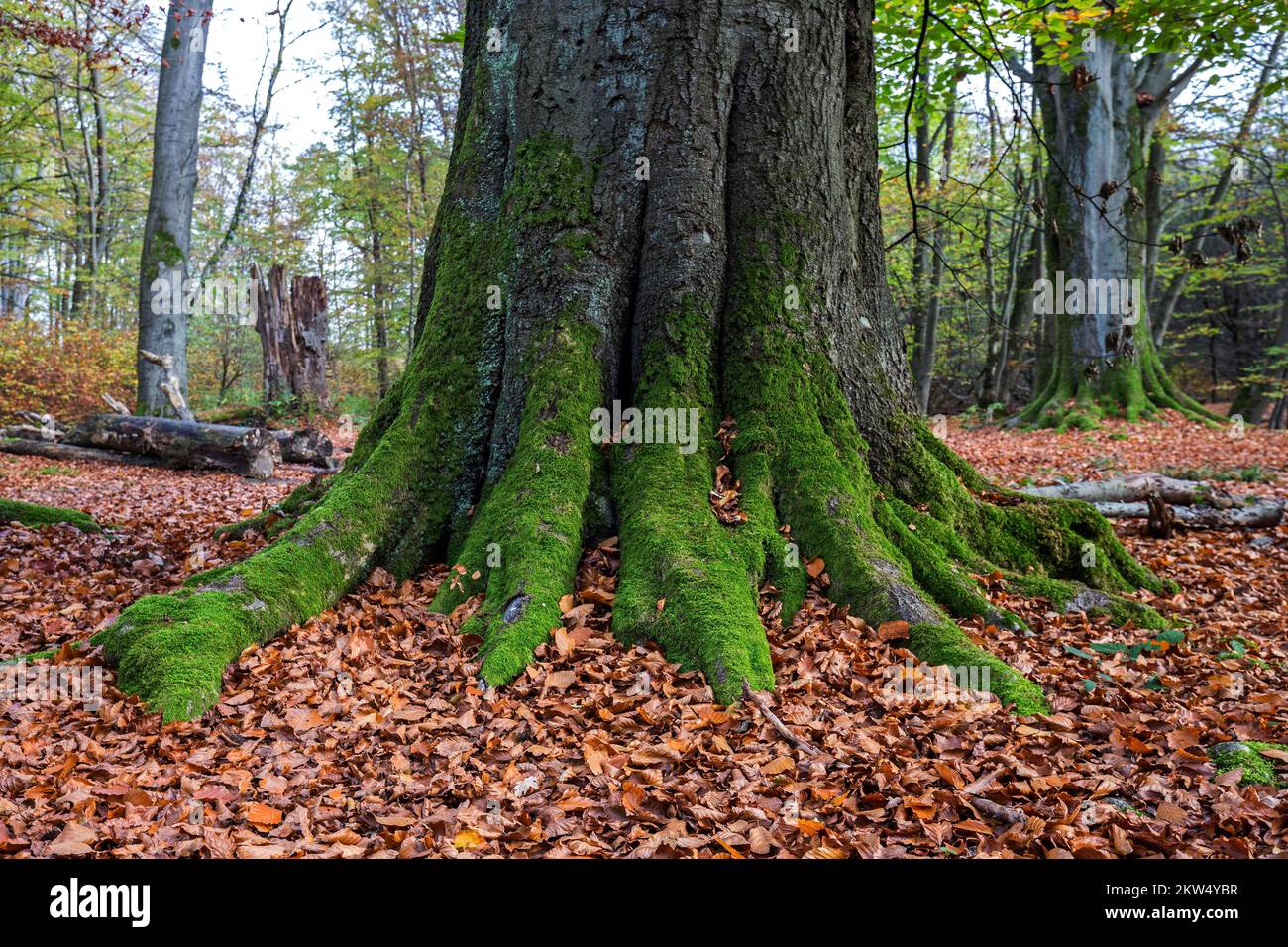 Moss-covered trunk of an old beech (Fagus), primeval forest Sababurg ...