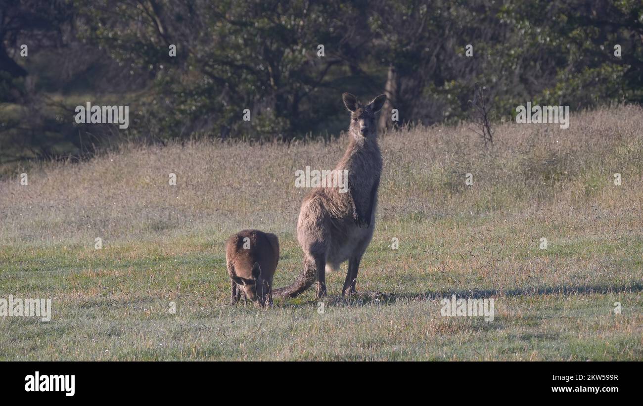 an eastern grey kangaroo mum and joey eating grass at kosciuszko national park in nsw, australia Stock Photo