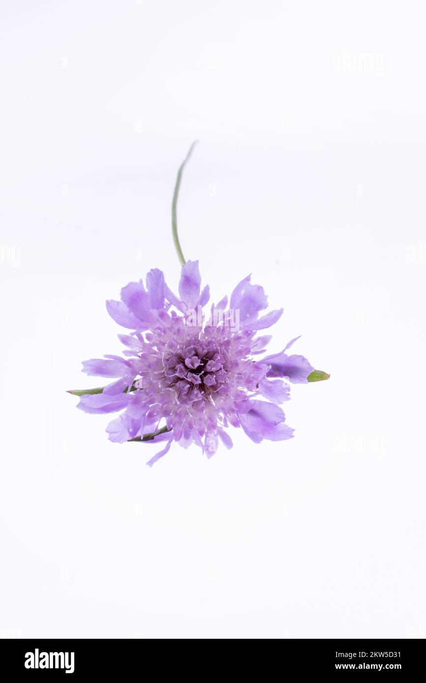 A Purple Flower on a white background Stock Photo