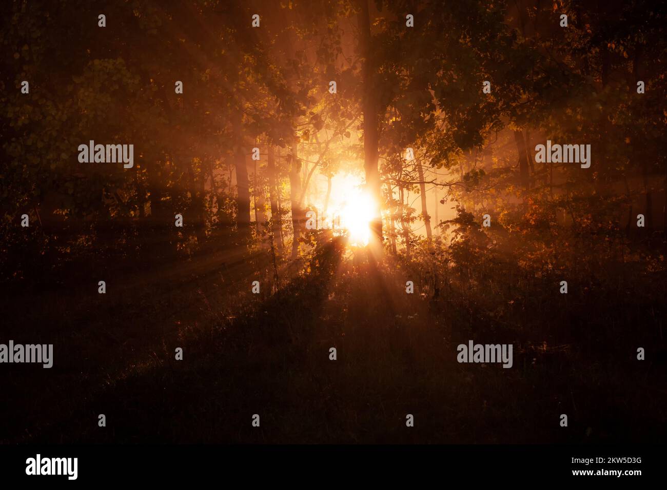 bright light through branches with leaves in the forest Stock Photo - Alamy