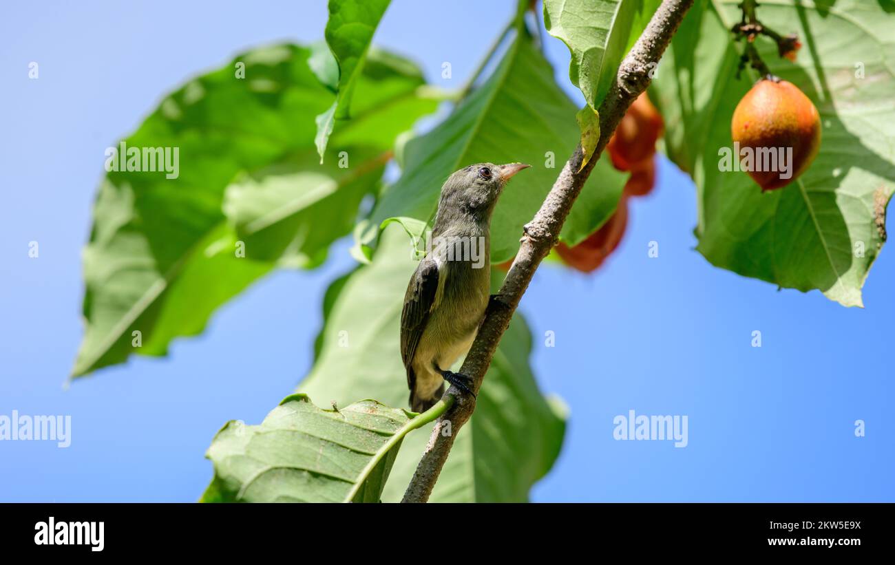 Female Loten's sunbird and the wild fruits on the tree. Stock Photo