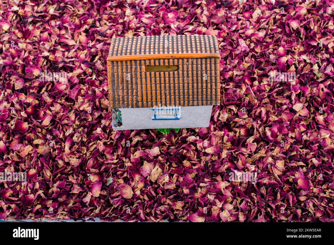 Miniature rose house plant hi-res stock photography and images - Alamy