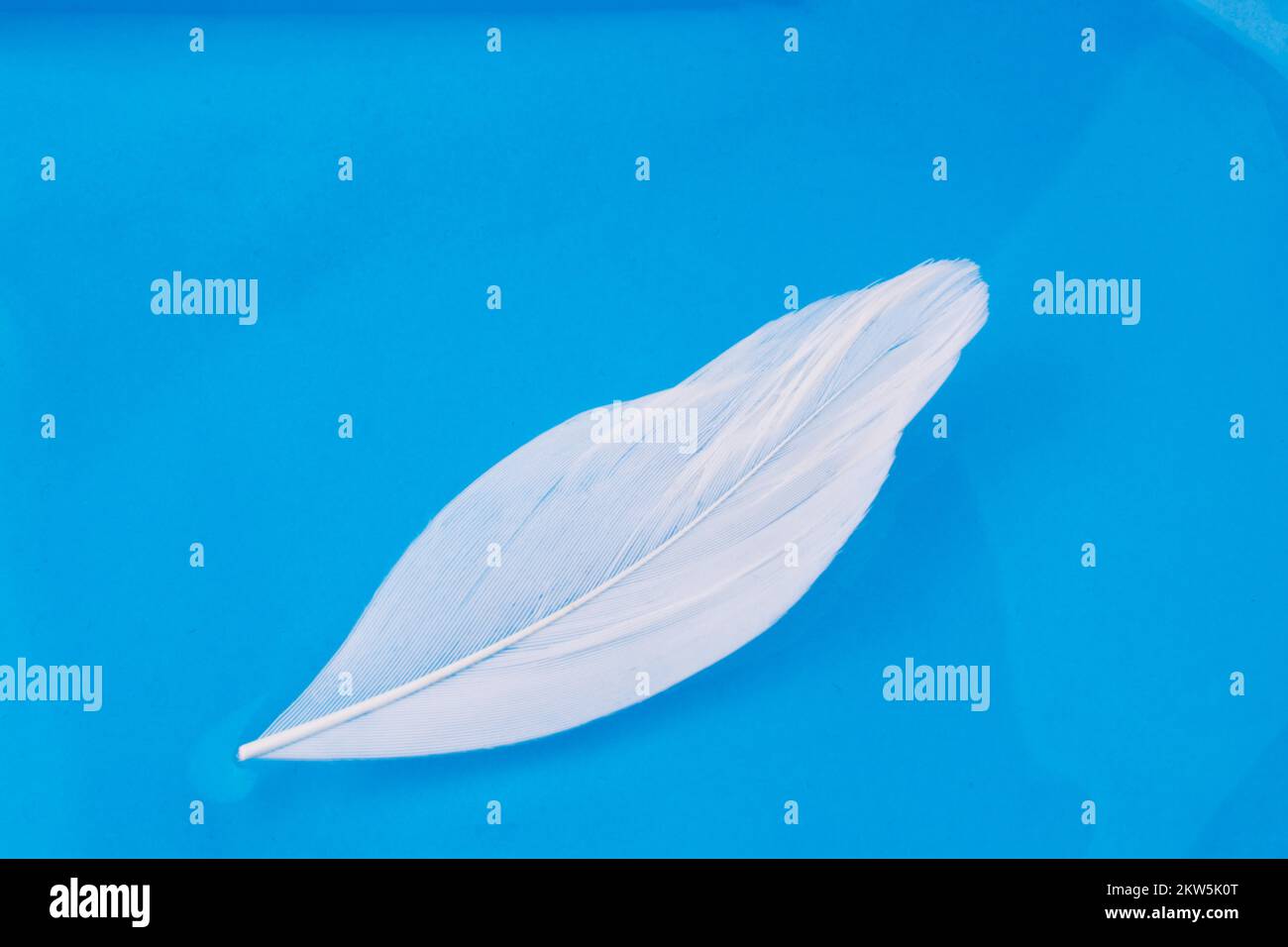 White color bird feather in water in blue background Stock Photo - Alamy