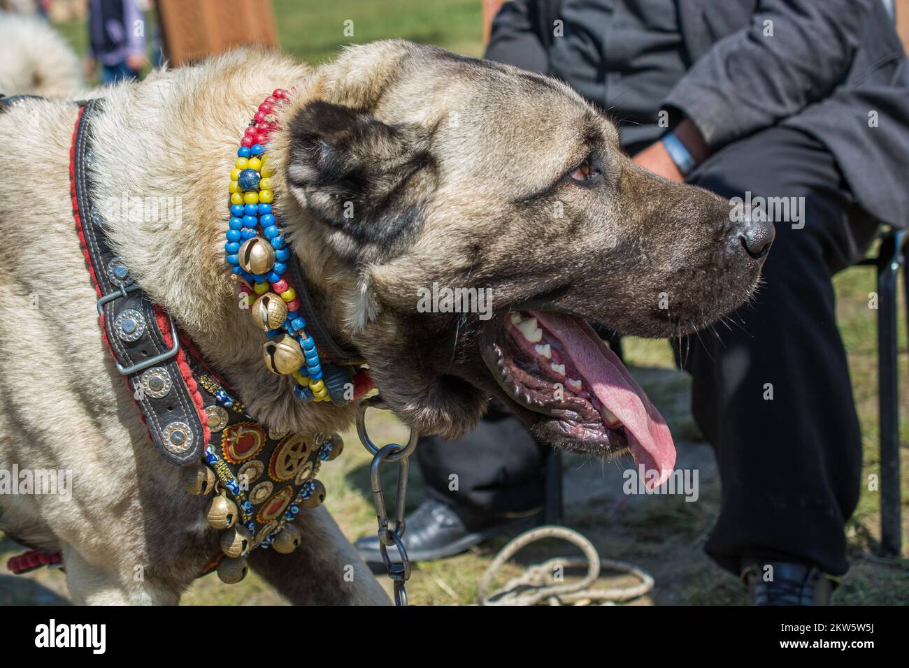 Turkish breed shepherd dog Kangal as livestock guarding dog Stock Photo