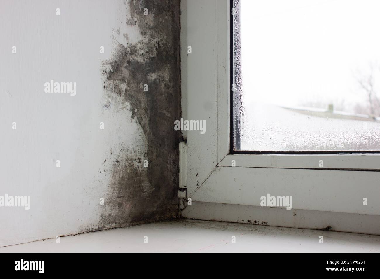 Fungus on the window and walls from excessive moisture in winter Stock Photo Alamy