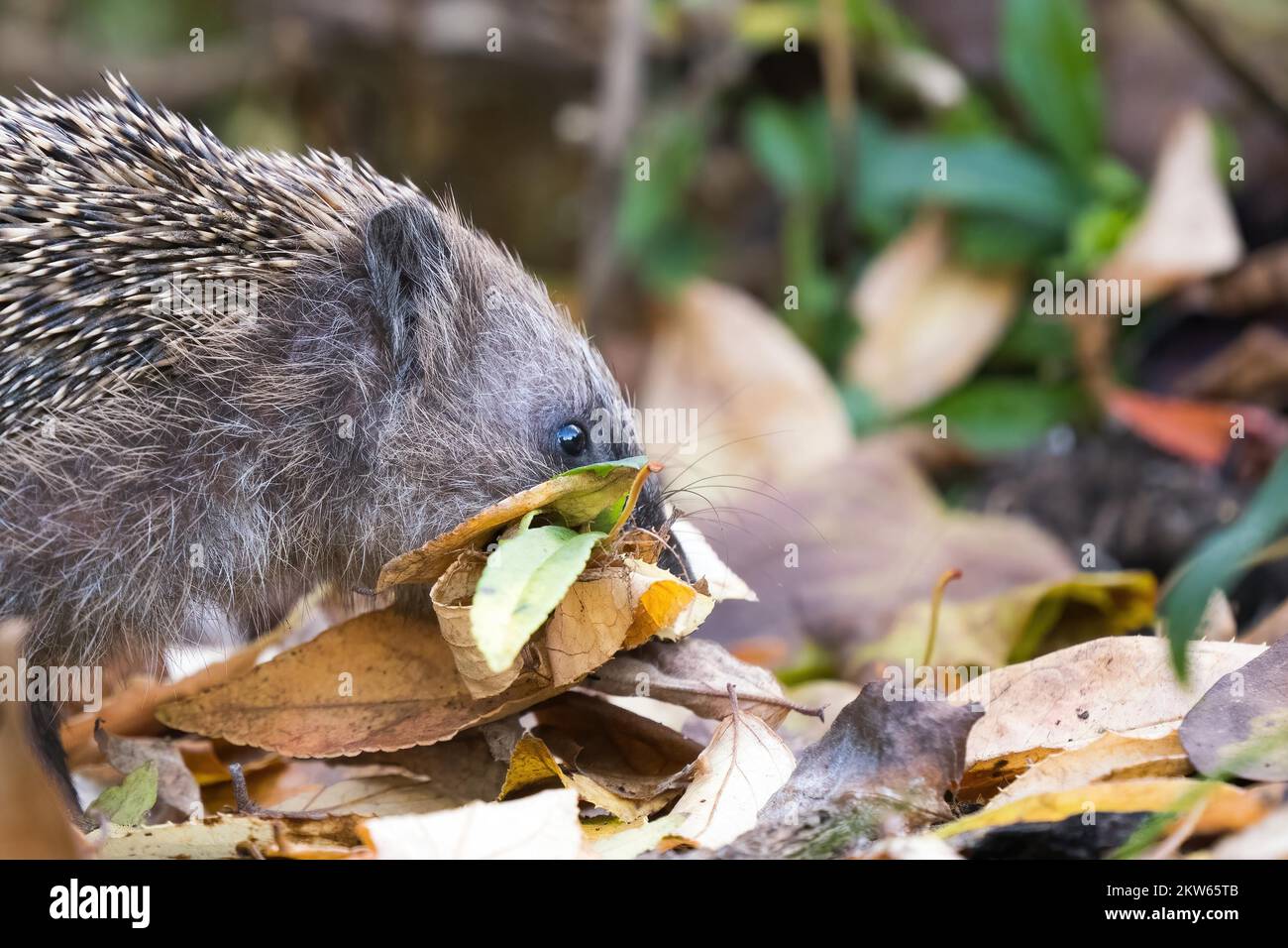 European hedgehog (Erinaceus europaeus) with collected leaves in its mouth, animal portrait, Hesse, Germany, Europe Stock Photo