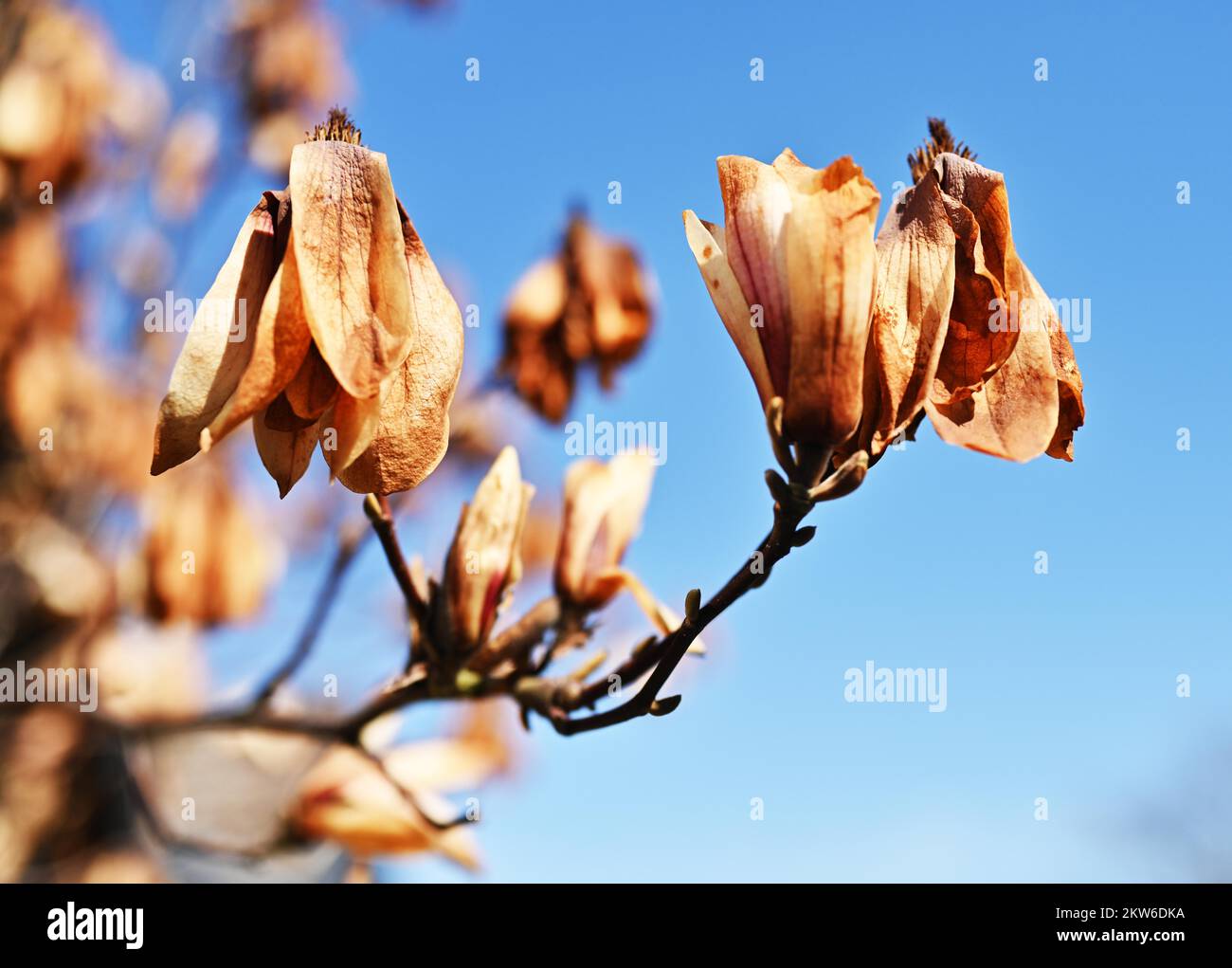 Frost damage to magnolia, Germany, Europe Stock Photo Alamy