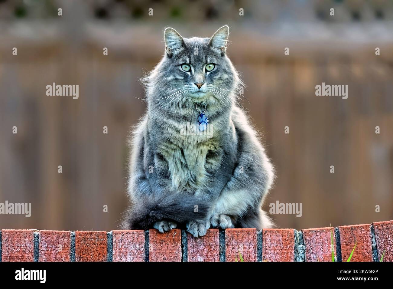 A long haired domestic house cat (Felis catus) sitting on a brick wall in her backyard domain. Stock Photo