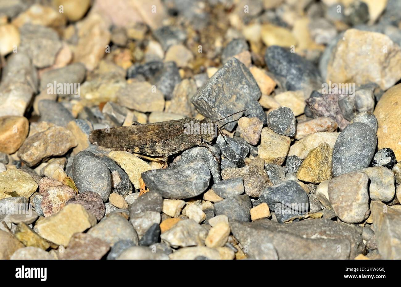 A brown grasshopper hiding in the gravel on a hiking trail in rural Alberta Canada Stock Photo
