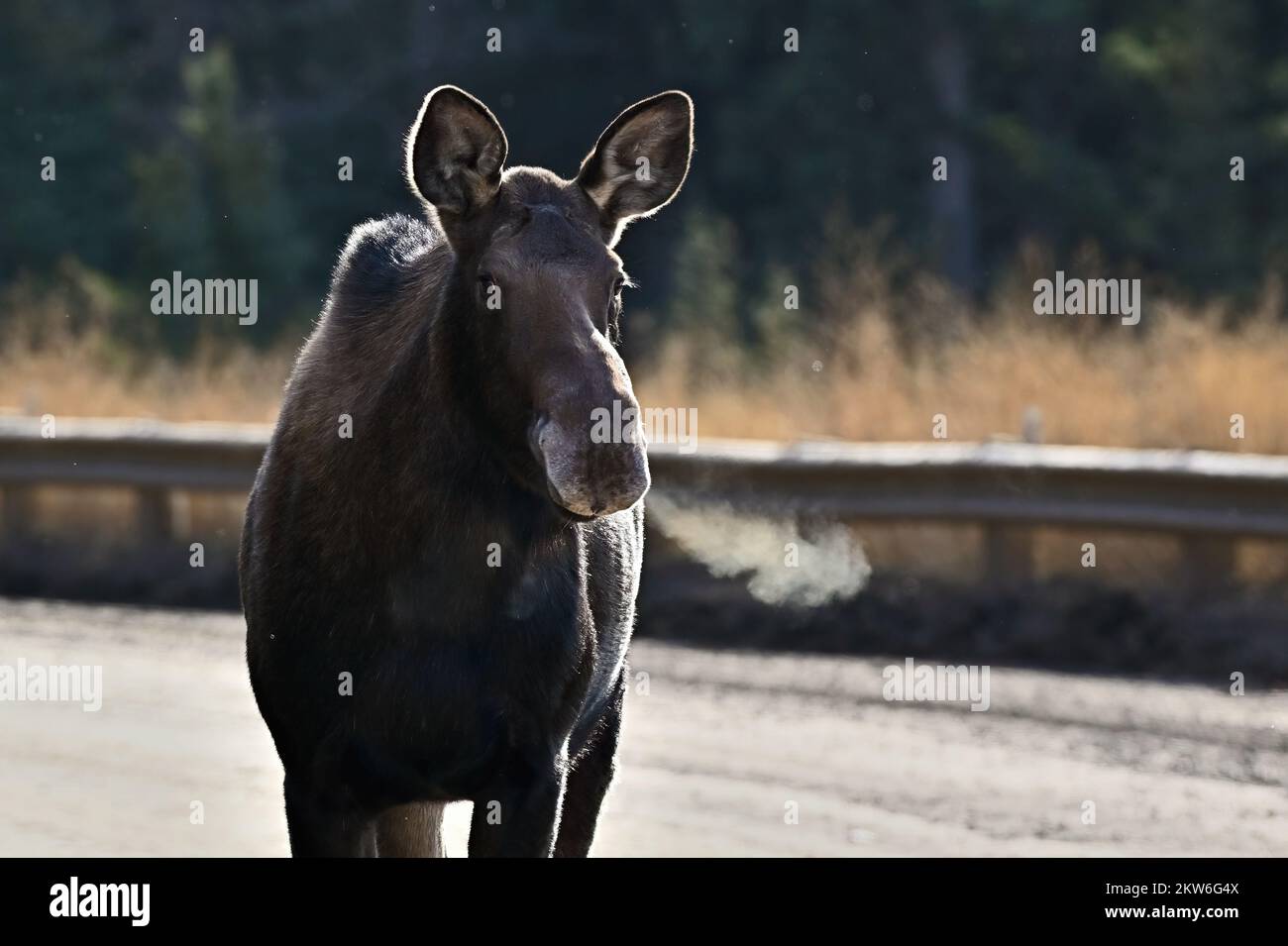 A portrait image of a wild female moose 'Alces alces', walking on a gravel road in rural Alberta Canada Stock Photo