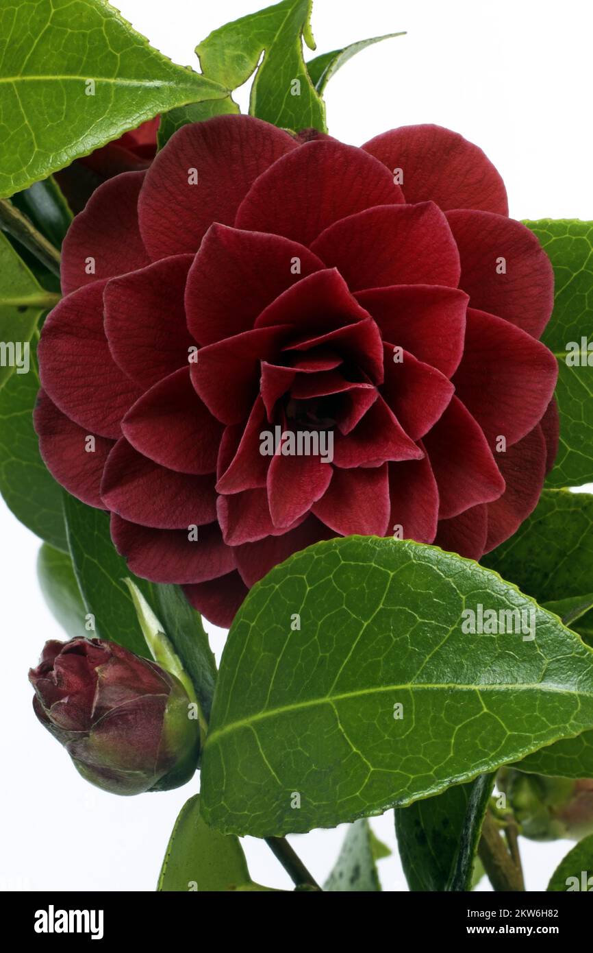 Camellia flower and japanese camellia (Camellia japonica), studio shot