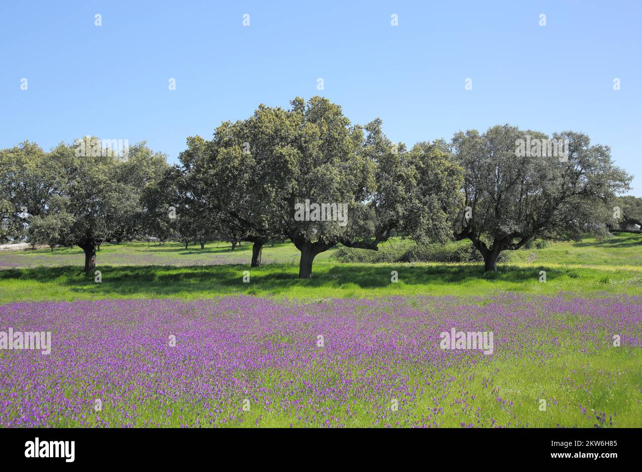 Dehesa with holm oaks (Quercus ilex) in Extremadura, Extremadura, Spain, Europe Stock Photo
