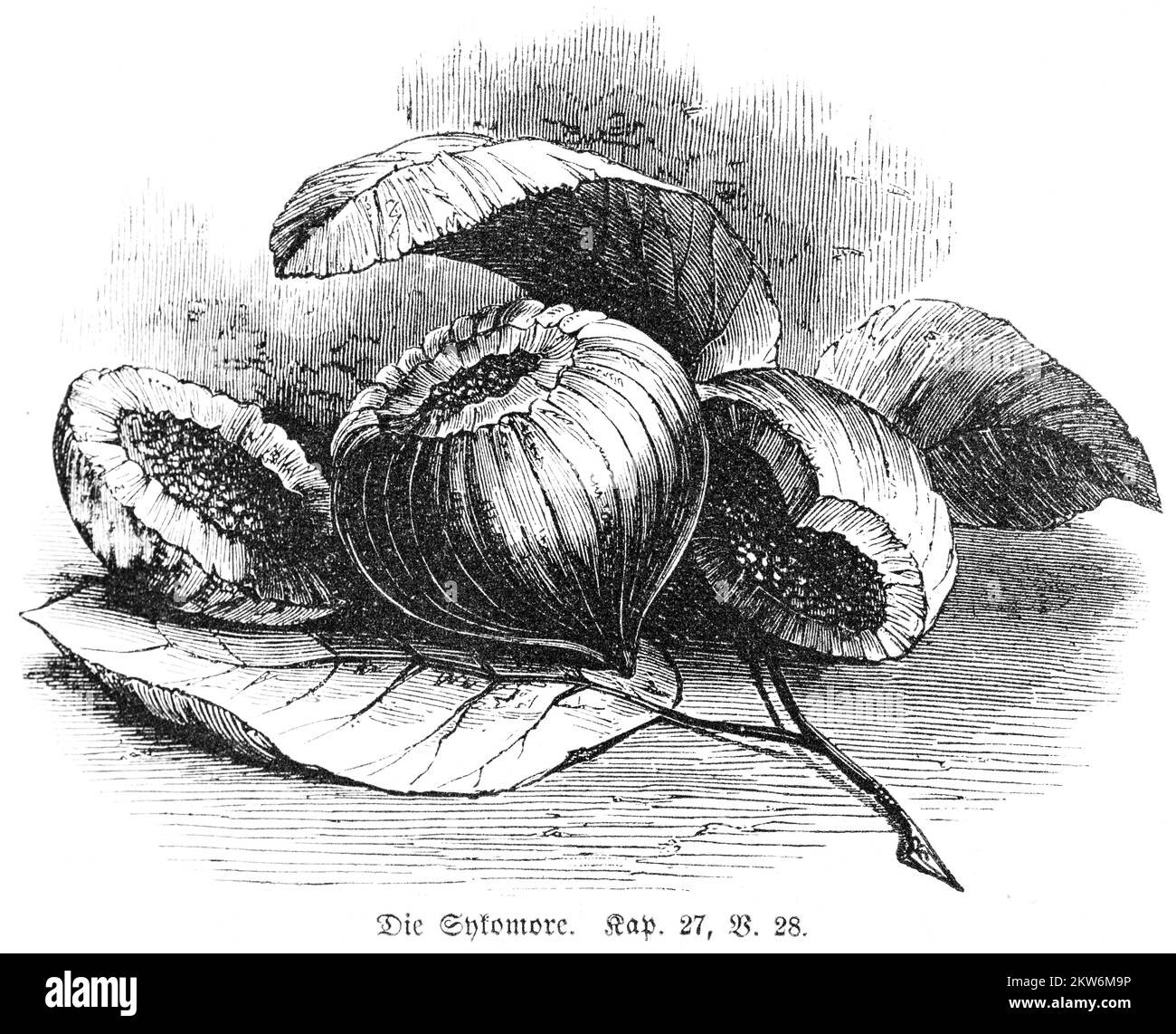 Mulberry tree fruit Black and White Stock Photos & Images - Alamy