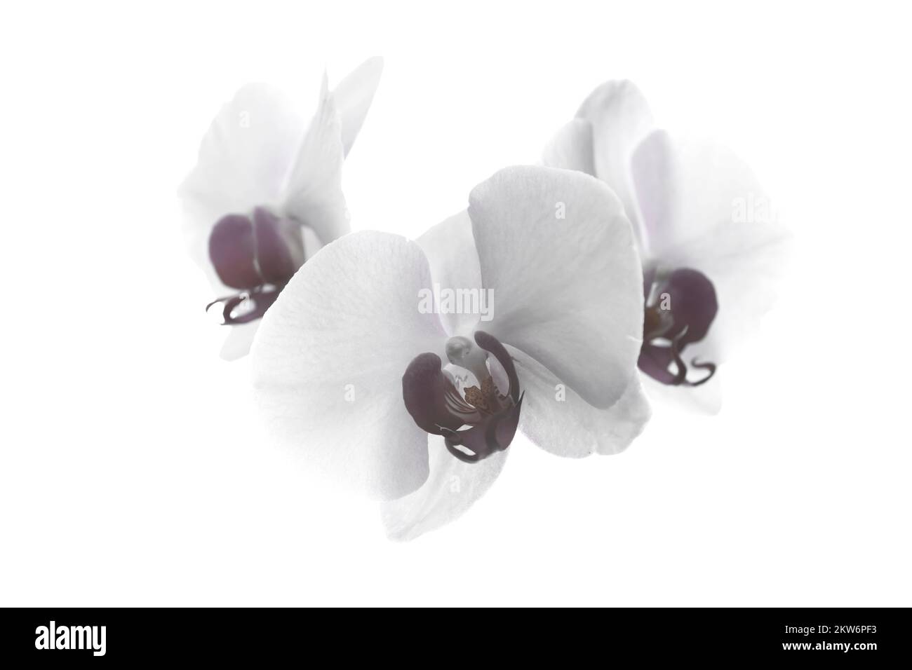 Light pink orchid flowers isolated on white background Stock Photo - Alamy