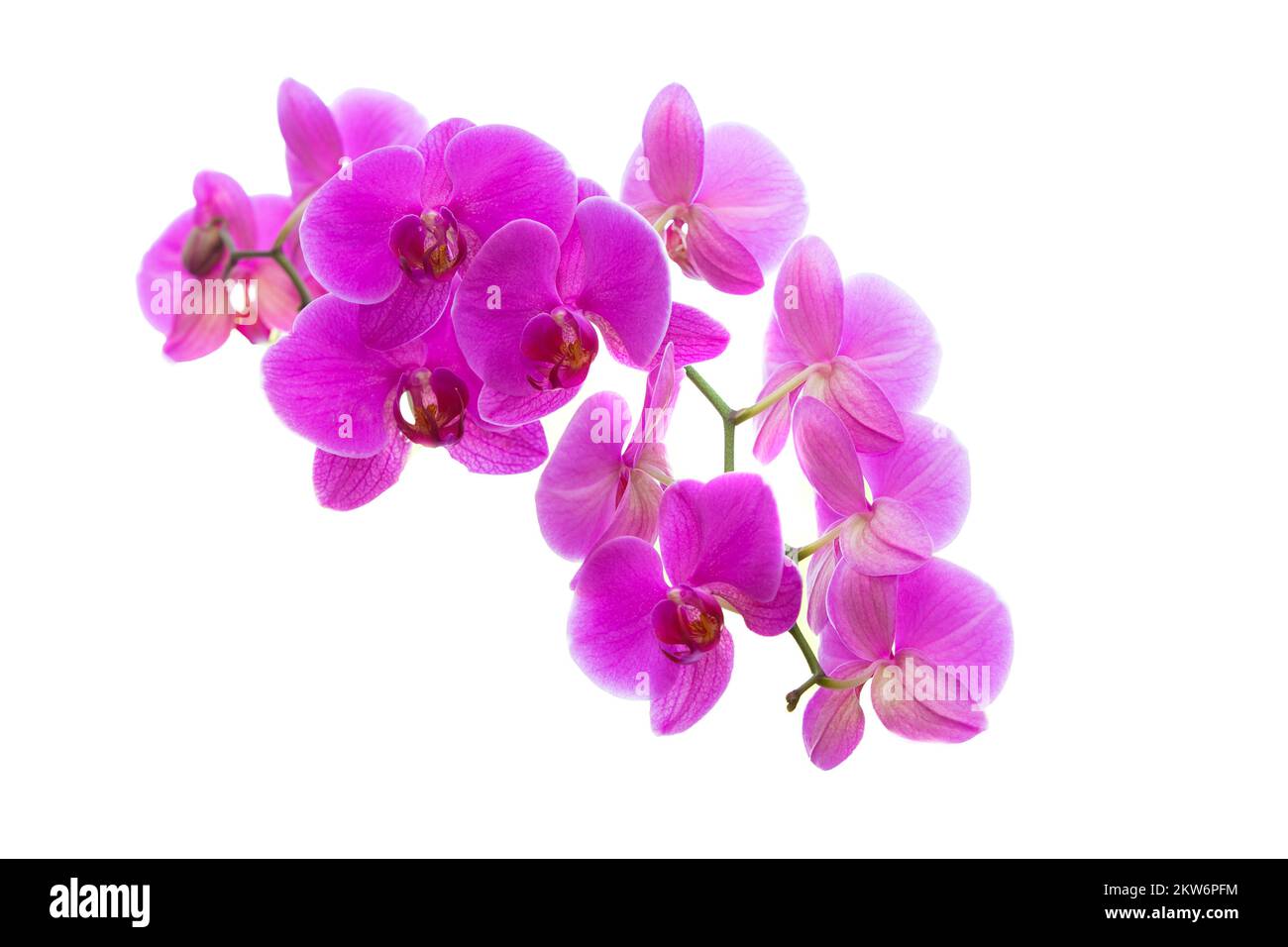 Pink orchid flowers isolated on white background Stock Photo - Alamy