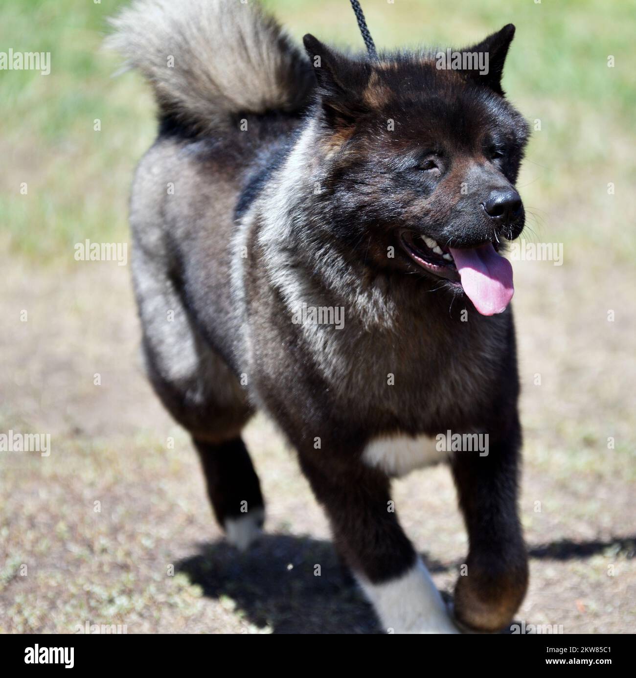 Dog breed American Akita on a walk in the summer Stock Photo