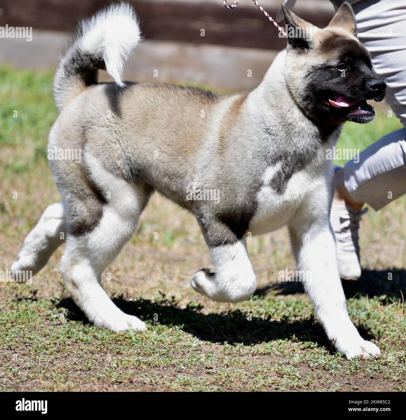 Dog breed American Akita on a walk in the summer Stock Photo