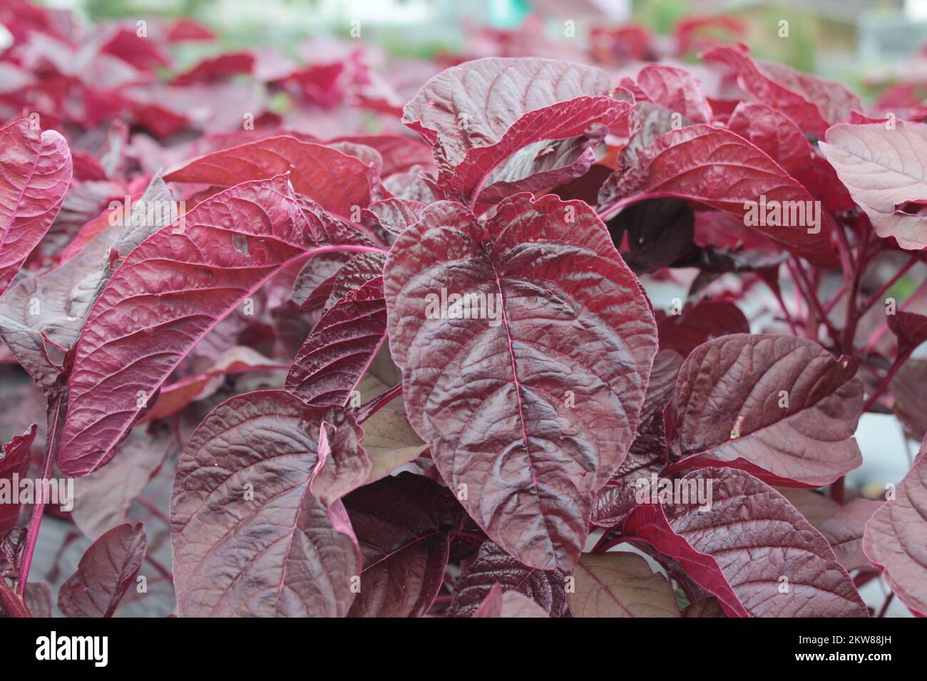 red spinach in the fields Stock Photo