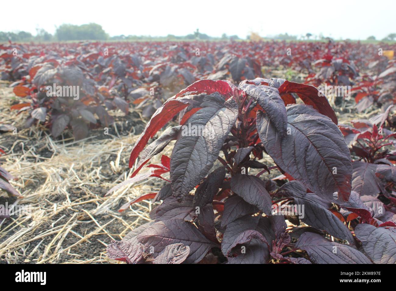 red spinach in the fields Stock Photo