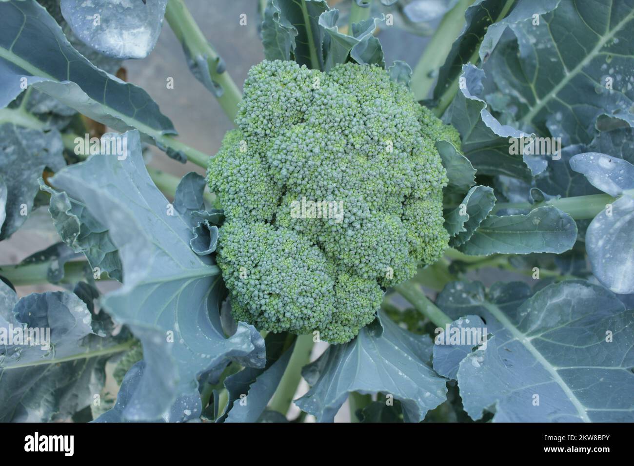 crop of broccoli in garden Stock Photo