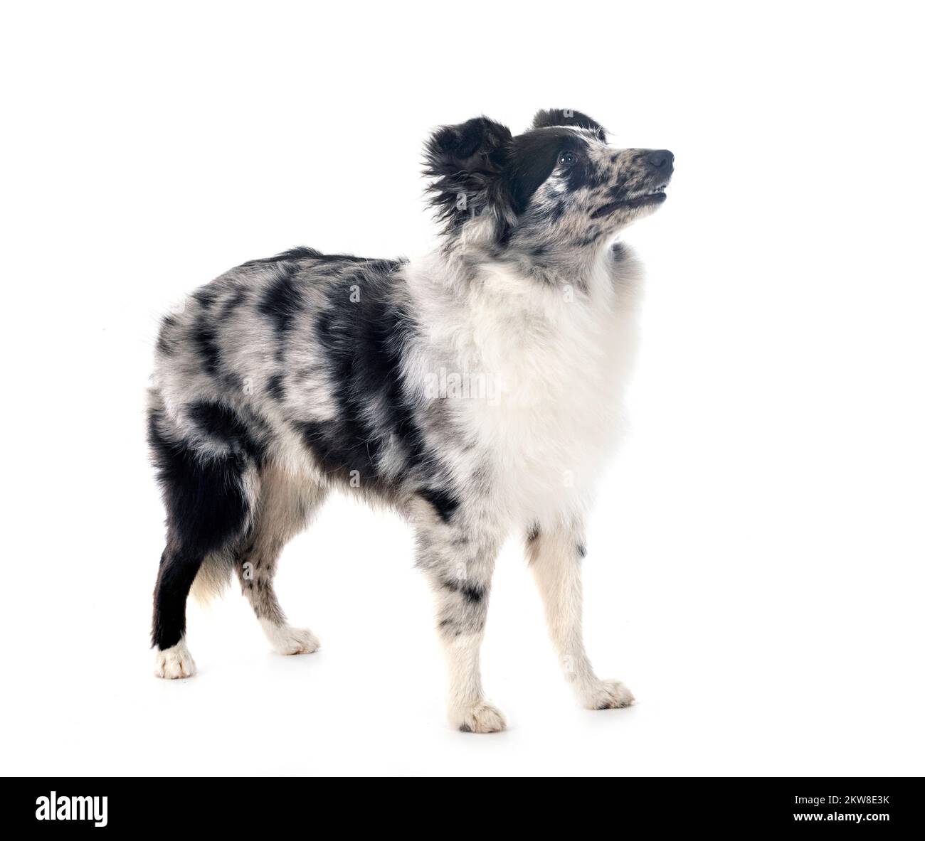 Shetland Sheepdog in front of white background Stock Photo