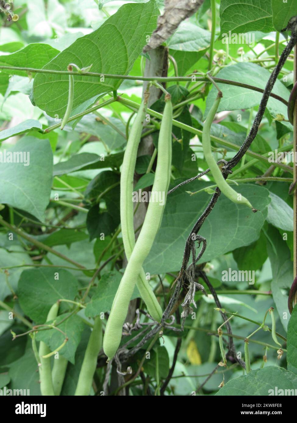 String beans bed hires stock photography and images Alamy